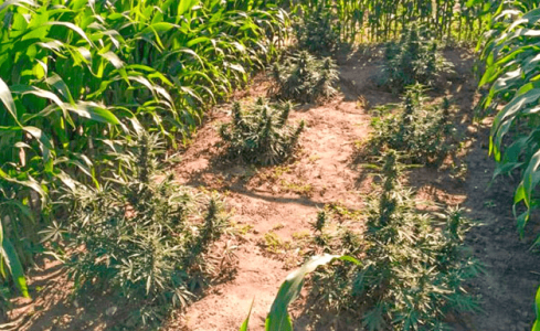 1754044935542.png 1754044935542.png