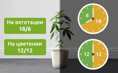 kak-ispolzovat-svetovoj-rezhim-dlya-povysheniya-urozhajnosti-konopli__RvPKcXtMZAn0XCBp.jpg