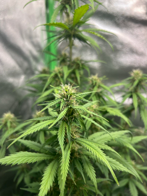 1754069047810.png 1754069047810.png