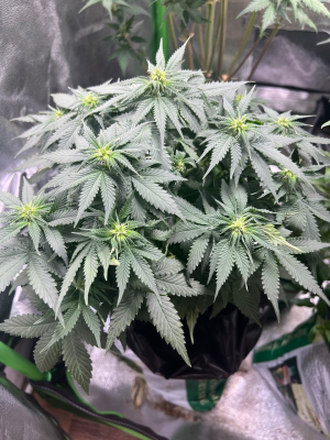 1754069386752.png 1754069386752.png