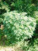 IMG_20250805_101216_773.jpg