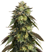 1754647665817.png 1754647665817.png