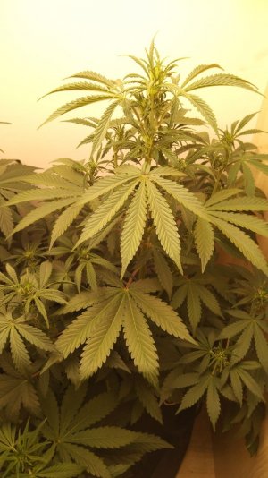 IMG_20220422_210359_131.jpg IMG_20220422_210359_131.jpg