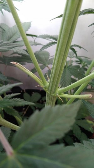 IMG_20220422_210246_351.jpg IMG_20220422_210246_351.jpg