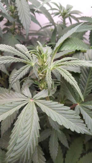 IMG_20220422_211328_338.jpg IMG_20220422_211328_338.jpg