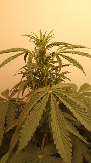 IMG_20220422_211116_600.jpg IMG_20220422_211116_600.jpg