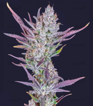 1651827755655.png 1651827755655.png