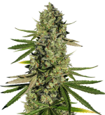 1755507539133.png 1755507539133.png