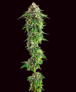 1755708910814.png 1755708910814.png