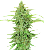 1756228021317.png 1756228021317.png