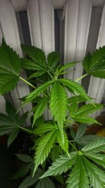 photo_2025-09-03 22.59.59.jpeg photo_2025-09-03 22.59.59.jpeg