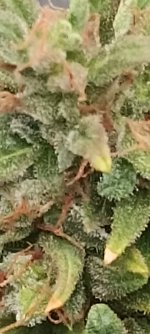 IMG_20250905_094555.jpg IMG_20250905_094555.jpg