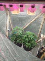 Изображение WhatsApp 2025-09-08 в 20.53.29_b5bc4917.jpg