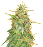 1757574828898.png 1757574828898.png