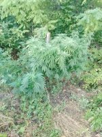 IMG_20250913_063017_752.jpg
