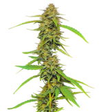 1757920464526.png 1757920464526.png