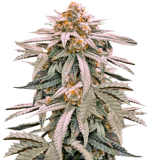 1757920479842.png 1757920479842.png