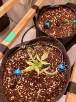 20250916_081703.jpg 20250916_081703.jpg