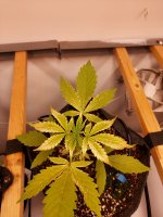 20250916_081721.jpg 20250916_081721.jpg