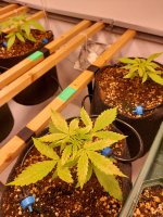 20250916_081733.jpg 20250916_081733.jpg