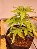 20250916_081758.jpg 20250916_081758.jpg