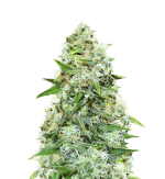 1758016088405.png 1758016088405.png