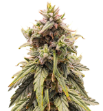 1758192278150.png 1758192278150.png