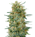 1758192287164.png 1758192287164.png