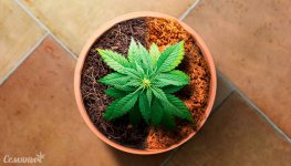 vyrashchivanie-kannabisa-na-kokosovoy-koyre-ili-torfyanom-mhe__hXHUBftmrCUOaXPB.jpg