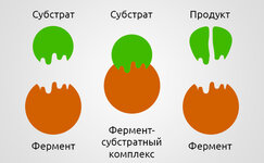 chto-takoe-fermenty__v9E91cvqjfvP8nkr.jpg chto-takoe-fermenty__v9E91cvqjfvP8nkr.jpg