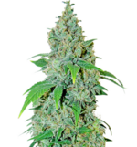 1758969893167.png 1758969893167.png