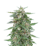 1759058012200.png 1759058012200.png