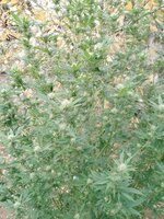 IMG_20250927_155813_889.jpg IMG_20250927_155813_889.jpg