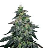 1759669530662.png 1759669530662.png