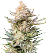 1759842497665.png 1759842497665.png