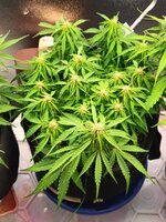 IMG20250908171224.jpg IMG20250908171224.jpg