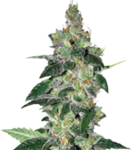 1760274058636.png 1760274058636.png