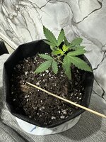 IMG_2978.jpeg IMG_2978.jpeg