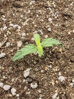 IMG_20251017_091501.jpg IMG_20251017_091501.jpg