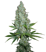 1760726360240.png 1760726360240.png