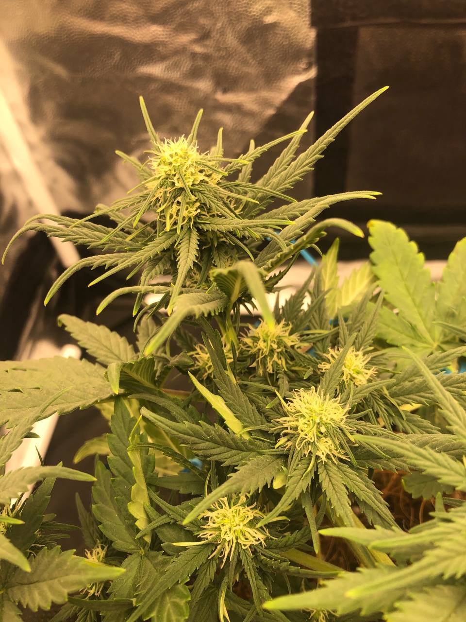 пидорасит 2.jpg