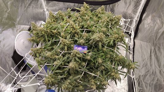 IMG_20220511_101606.jpg IMG_20220511_101606.jpg