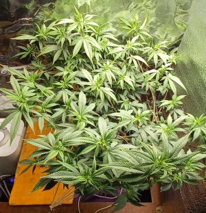 20220514_121938.jpg 20220514_121938.jpg