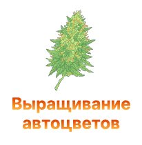 techniki vyraschivaniyе avtotsvetov-100.jpg