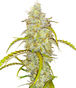 1761375084929.png 1761375084929.png