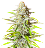 1761659394135.png 1761659394135.png