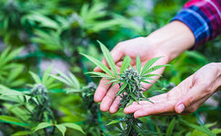 Zachem-zanimatsya-selekciej-kannabisa__Q0mSvvPEWSqIJFth.jpg Zachem-zanimatsya-selekciej-kannabisa__Q0mSvvPEWSqIJFth.jpg