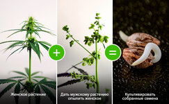 Razmnozhenie-iz-odnoj-partii__i0JiYlm5qyg5yWaZ.jpg Razmnozhenie-iz-odnoj-partii__i0JiYlm5qyg5yWaZ.jpg