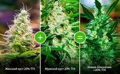 Bekkrossing__Zz8FIW0KhSKufXJG.jpg Bekkrossing__Zz8FIW0KhSKufXJG.jpg