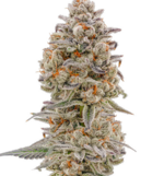 1761829063347.png 1761829063347.png